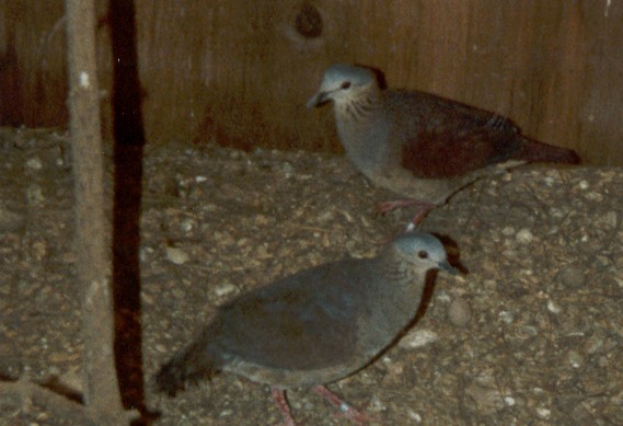 Geotrygon linearis